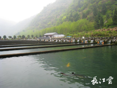 湖北通山縣闖王鎮三步棋“闖”出綠色新天地，推動生態環境材料銷售